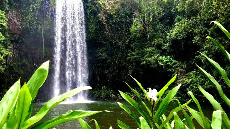 Majestic waterfall plunges into a serene pool, ideal for Daintree Rainforest Day Tour and waterfall adventures in lush nature.