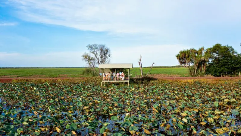 Visitors unwind on a shaded wooden deck during a Half Day Jumping Crocodile Tour from Darwin, overlooking lush wetlands and waterlilies.