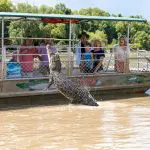 Powerful crocodile leaps from river beside captivated tourists’ boat on top-rated Half Day Jumping Crocodile Tour from Darwin.