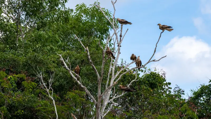 Six large birds perched on bare tree branches, spotted during a Half Day Jumping Crocodile Tour from Darwin in Australia’s wild outback.