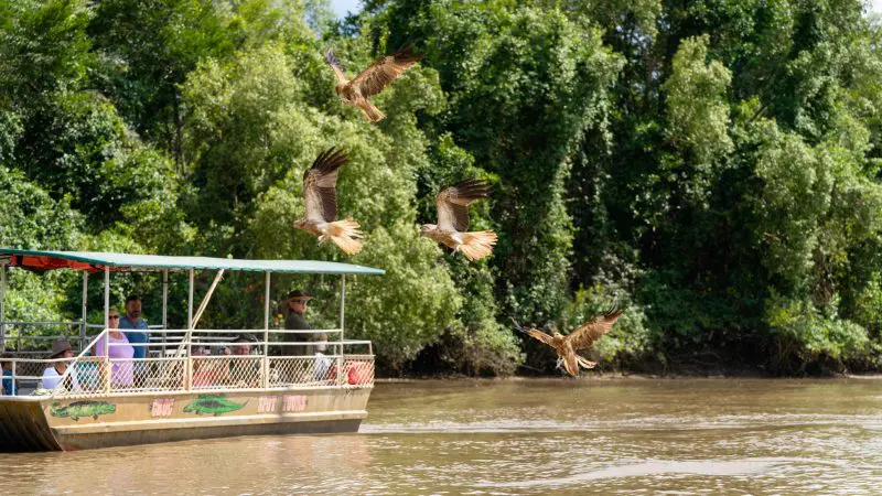 Witness a tour boat on Darwin’s Half Day Jumping Crocodile Tour as birds soar above a muddy river surrounded by lush greenery.
