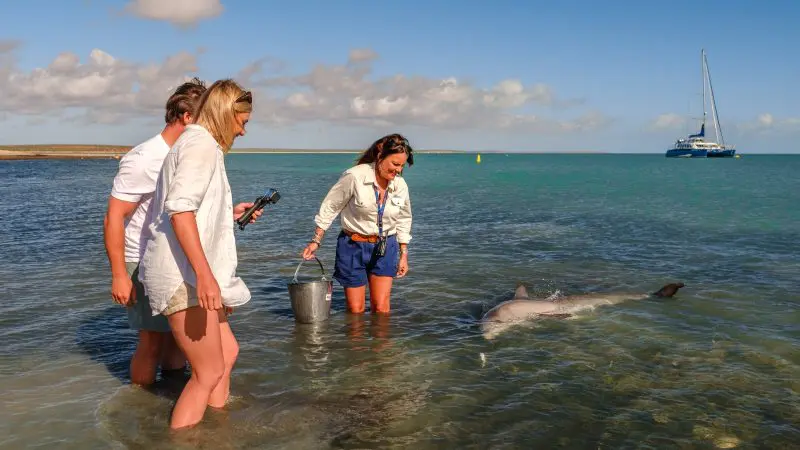 Experience three adventurers wading beside a wild dolphin, sailing boat in the background—ideal for a 7-Day Perth–Exmouth Ningaloo Reef tour.