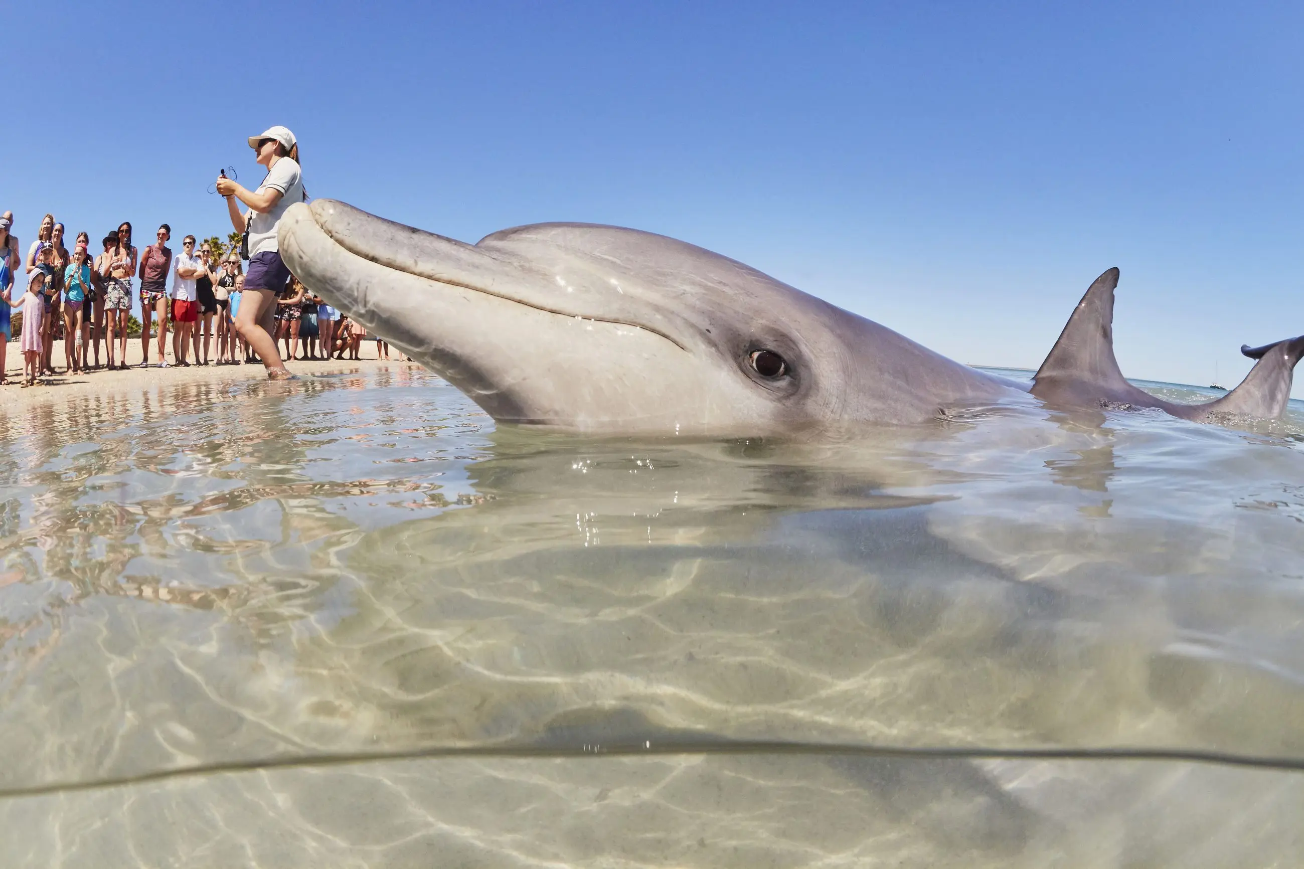 A playful dolphin swims close to shore while travellers on a 4-Day Perth to Monkey Mia Tour capture photos under the sunny sky.
