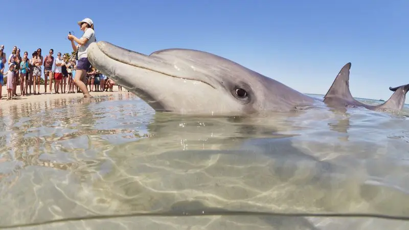 A playful dolphin swims close to shore while travellers on a 4-Day Perth to Monkey Mia Tour capture photos under the sunny sky.
