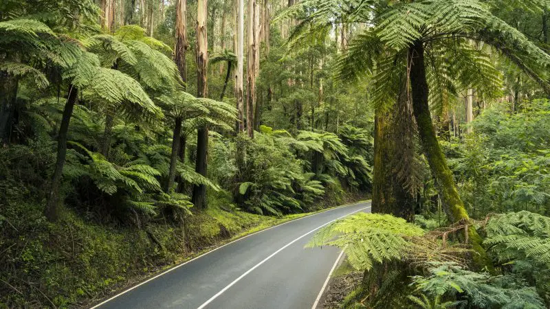 Scenic winding road bordered by vibrant, towering ferns—ideal for a Lake Mountain Snow Waterfalls tour near Melbourne in one day.