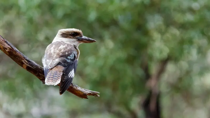A brown and white kookaburra perches on a branch, spotted during the 1 Day Great Ocean Road Reverse Eco Tour in Australia.