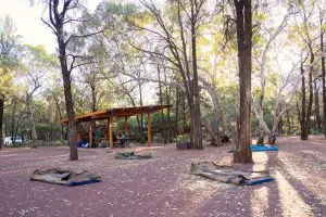 Swags rest on the forest floor at a scenic campsite during the 7 Day Adelaide to Uluru Adventure with Untamed Escapes.