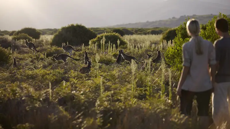 Tourists observe wild kangaroos grazing on sunlit grasslands during a Wilsons Promontory tour, with scenic mountains in the background.