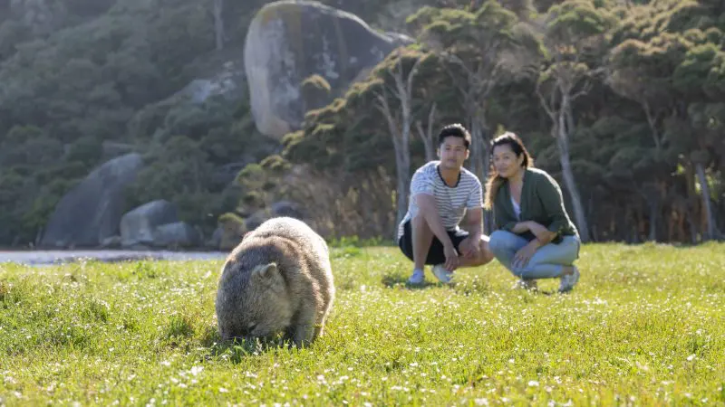 Visitors at Wilsons Promontory Day Tour observe a wild wombat grazing on sunlit grass in a pristine, scenic natural habitat.