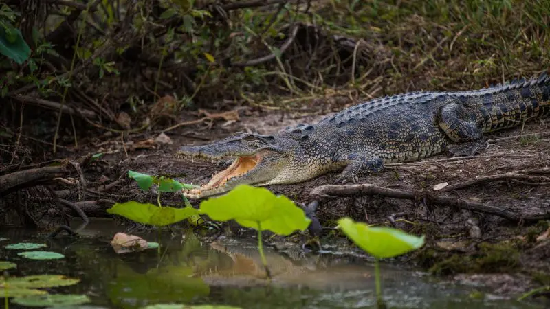 Crocodile basking on a muddy riverbank with mouth open beside lily pads during a 4 Day Kakadu, Katherine, and Litchfield tour.