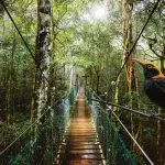 Suspension bridge at O'Reilly's Lamington National Park near Gold Coast with a striking black and yellow bird perched on the rail.