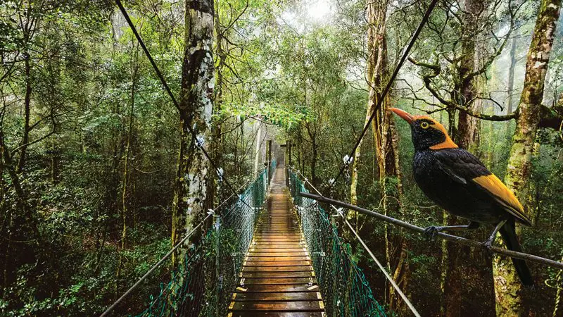 Suspension bridge at O'Reilly's Lamington National Park near Gold Coast with a striking black and yellow bird perched on the rail.