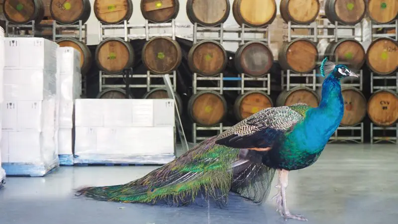 A vibrant peacock stands indoors near rustic barrels and boxes, reminiscent of O’Reilly’s Lamington National Park, Brisbane.