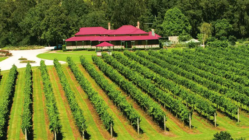 Vineyard rows near Oreillys Lamington National Park, Brisbane, with lush grapevines and a red-roofed house nestled among trees.