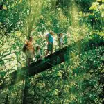 A family walks across a scenic suspension bridge in O’Reilly’s Lamington National Park as golden sunlight filters through lush rainforest trees near Brisbane.