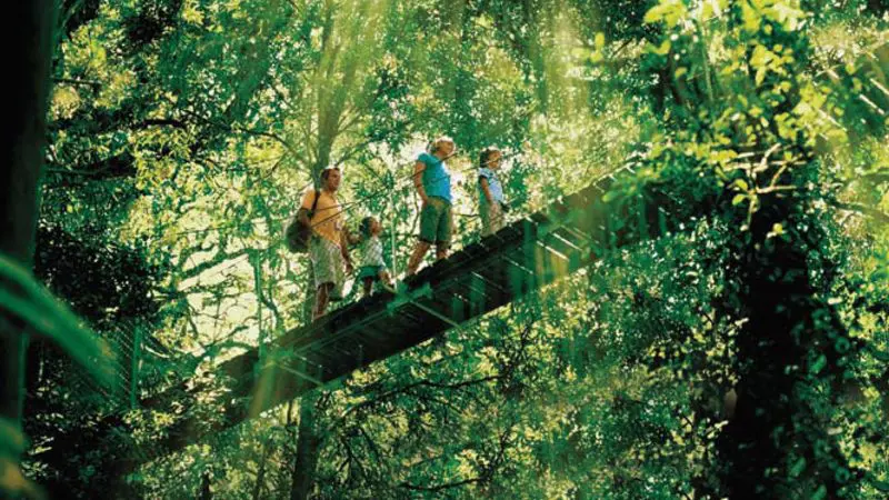 A family walks across a scenic suspension bridge in O’Reilly’s Lamington National Park as golden sunlight filters through lush rainforest trees near Brisbane.