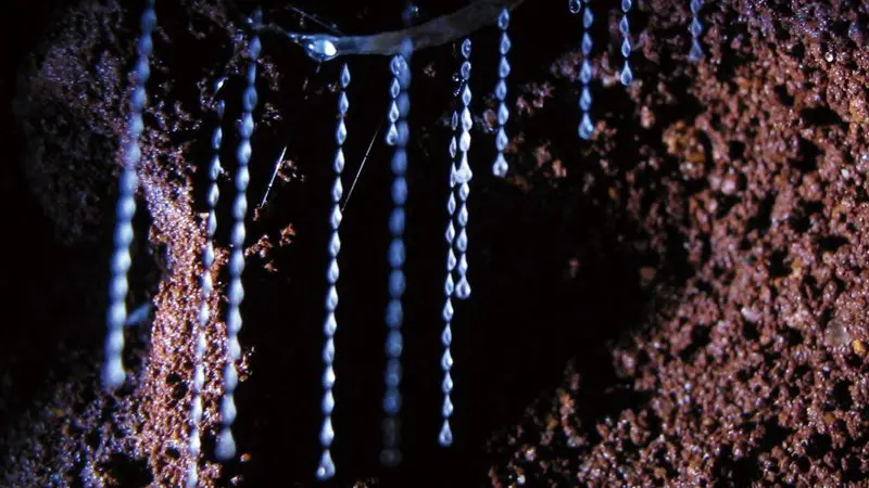Radiant silk droplets dangle from the cave ceiling on a mesmerising Natural Bridge Glow Worm Night Tour, Gold Coast, Australia.