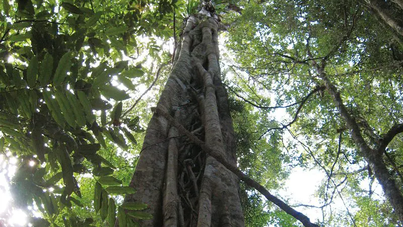 Looking up at a majestic, towering rainforest tree on a Natural Bridge Glow Worm Night Tour in Gold Coast, Australia.