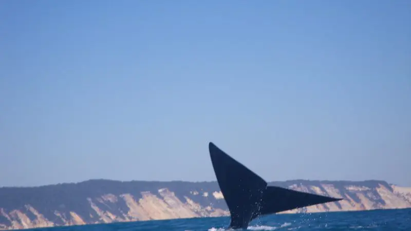 Majestic whale tail fin rises from sparkling ocean by scenic cliffs under blue sky, ideal for unforgettable Noosa 4x4 tour adventure.