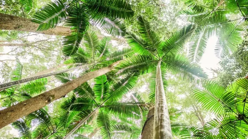 Scenic upward view of towering tropical trees and vibrant green palm fronds on the Kgari 5 Day Ultimate Forest Canopy Adventure tour.
