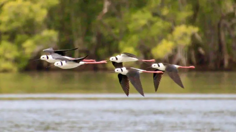Four black-winged stilts with striking red legs soar low above a picturesque river cruise, lush green trees lining the scenic backdrop.