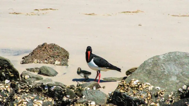 Black oystercatcher and chick on a sandy beach with rocks and seashells, ideal for scenic river cruise wildlife and birdwatching tours.
