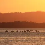 Stunning sunset river view with bird silhouettes gliding over calm water, golden-orange sky, and rolling hills—ideal cruising scenery.