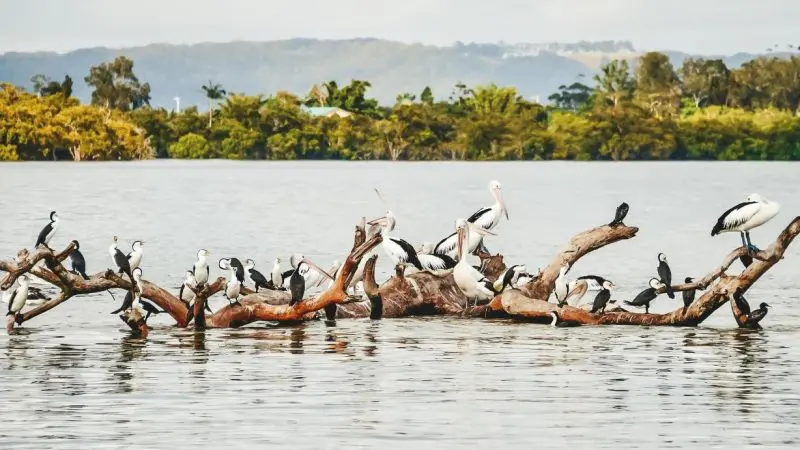 A picturesque group of birds perched on sunlit fallen branches in a tranquil lake, ideal wildlife sighting for scenic river cruises.