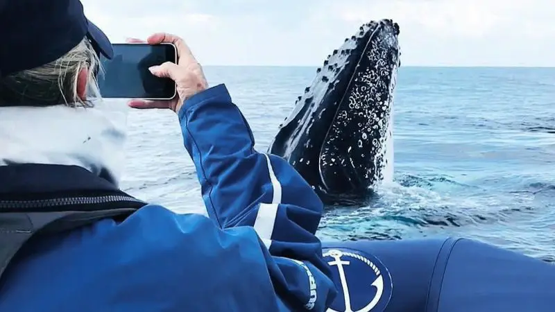 A whale watcher captures an incredible photo as a humpback whale breaches close to their boat during an unforgettable adventure.