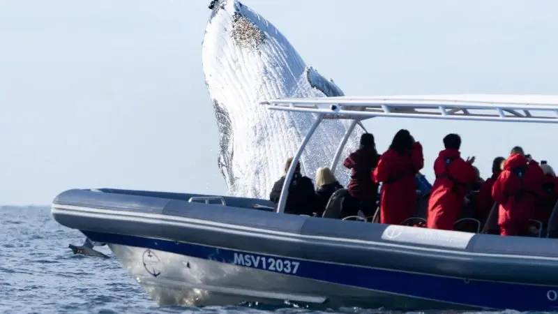 Whale watching tour guests on a boat witness a stunning humpback whale breaching from the sea, capturing an unforgettable moment.
