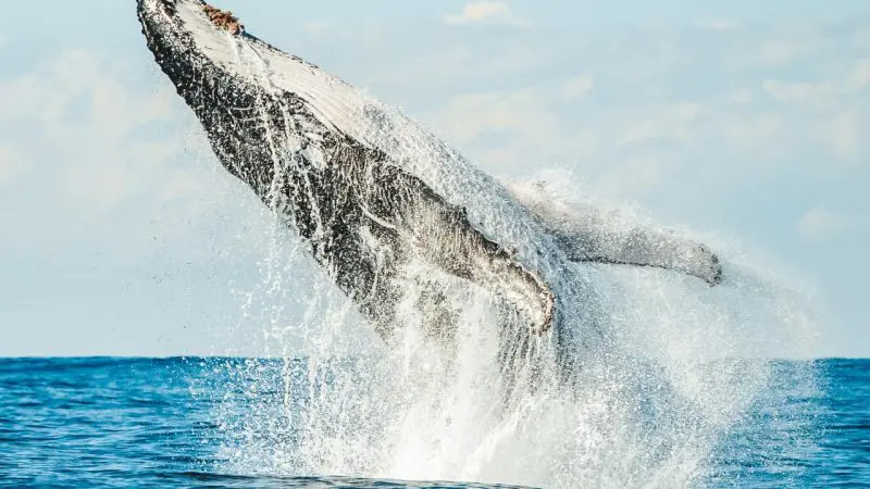 Experience the awe of whale watching as a majestic humpback whale breaches beneath a clear blue sky in this unforgettable moment.