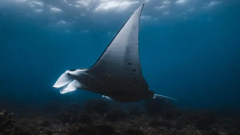 Majestic manta ray swims elegantly in crystal-clear blue waters at Julian Rocks, an unforgettable snorkelling tour hotspot in Australia.