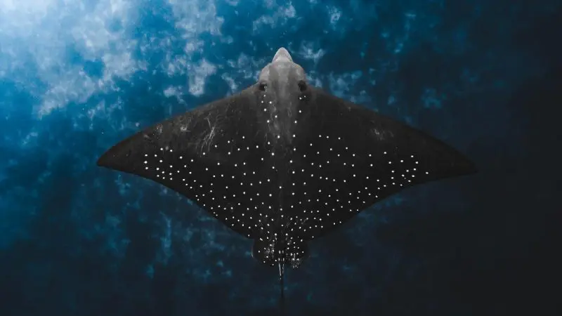 Spotted eagle ray gliding underwater, viewed from below during a Julian Rocks snorkelling tour in clear blue ocean with wispy clouds.
