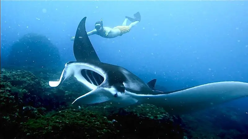 A scuba diver swims beside a giant manta ray above Julian Rocks, showcasing a vibrant, algae-rich rocky seabed teeming with marine life.