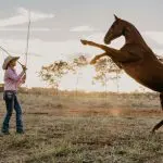 A cowboy in a hat expertly trains a rearing horse at sunset during an action-packed, 2 Hour Outback Show experience.