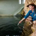 A woman in a blue shirt and hat kneels by an indoor swimming pool, feeding the water for her Whipray Encounter Entry of the Day.