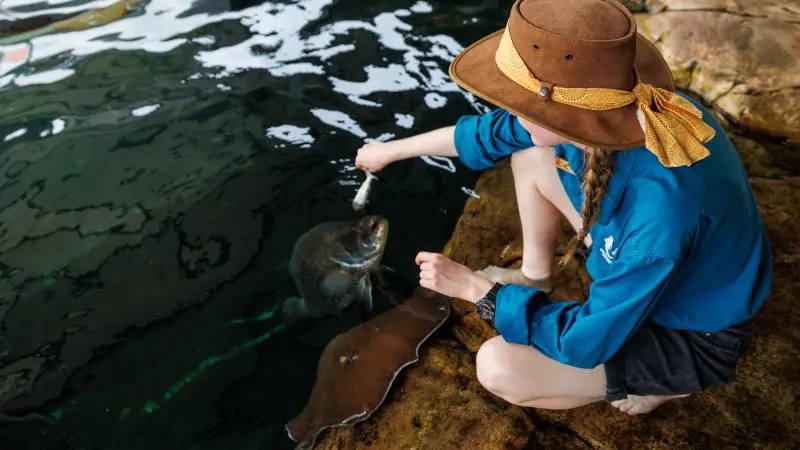 A person in a brown hat feeds a fish at the water’s edge during Whipray Encounter, showcasing interactive aquatic animal experience.