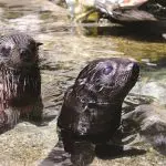 6509e577b3989_2138_atk-seal-swim-cropped-sml