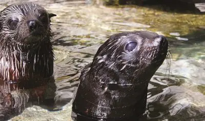 6509e577b3989_2138_atk-seal-swim-cropped-sml