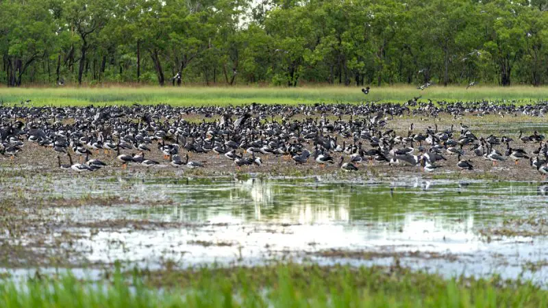 Experience hundreds of striking black-and-white birds in Kakadu wetlands on a top-rated 2 Day Outback Retreat Tour from Darwin.
