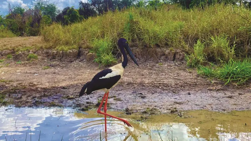 A striking black-and-white stork with vivid red legs wades in shallow water on a Half Day Jumping Crocodile Tour from Darwin, Australia.