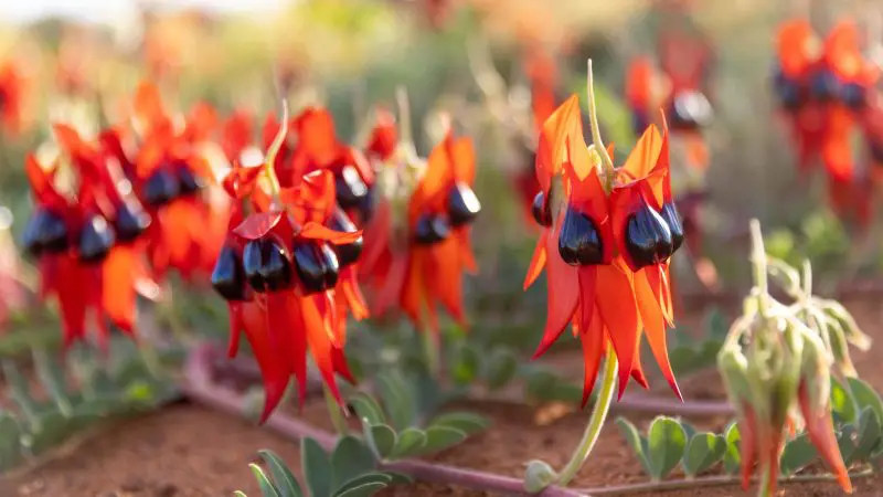 Vivid red Sturt’s Desert Pea flowers in full bloom on the Pinnacles Lobster Lavender Day Tour, Western Australia’s iconic flora.