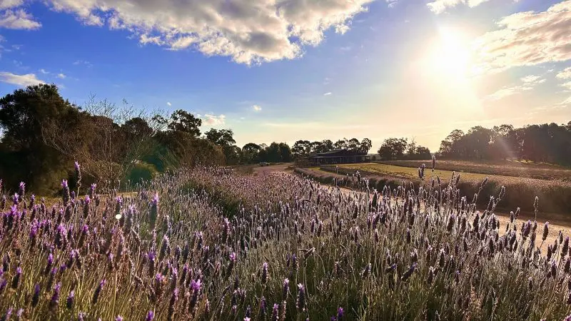Stunning lavender fields bathed in sunlight, ideal for a Pinnacles Lobster Lavender Day Tour from Perth; vibrant purple blooms.