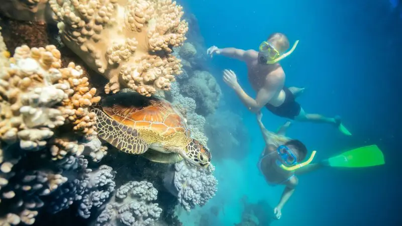 Snorkellers swim beside a sea turtle over vibrant coral at Green Island, enjoying snorkelling and a glass-bottomed boat adventure.