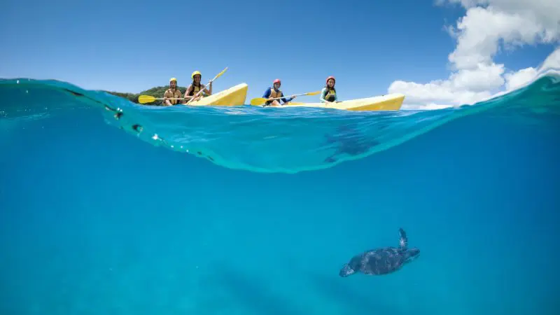 Four adventurers kayak through crystal-clear blue sea on a guided tour as a sea turtle swims beneath, all under a radiant sunny sky.