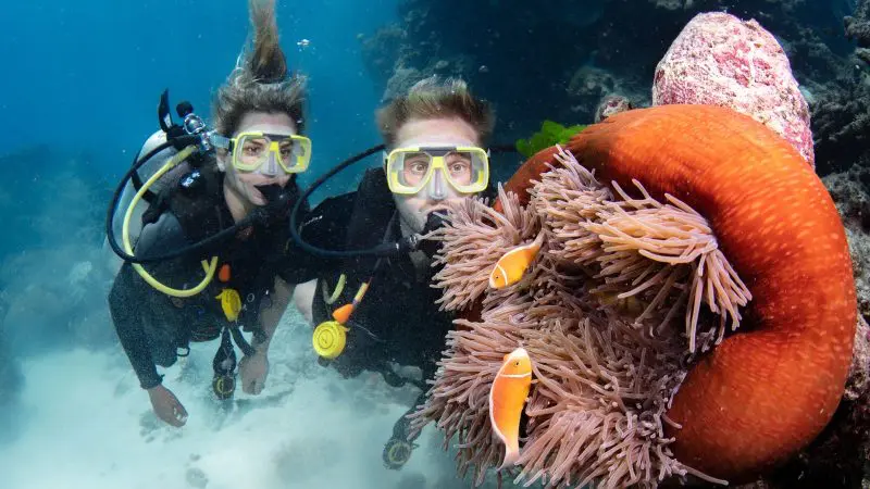 Experience two scuba divers observing vibrant clownfish and a sea anemone on the Silverswift Outer Barrier Reef Snorkel and Dive Cruise.