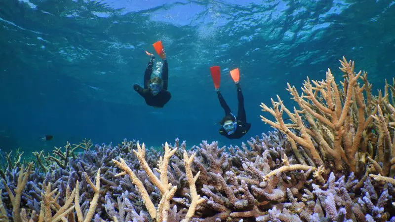 Experience two snorkellers with orange fins exploring vibrant coral reefs in crystal-clear blue water on a Silversonic Dive Snorkel tour.