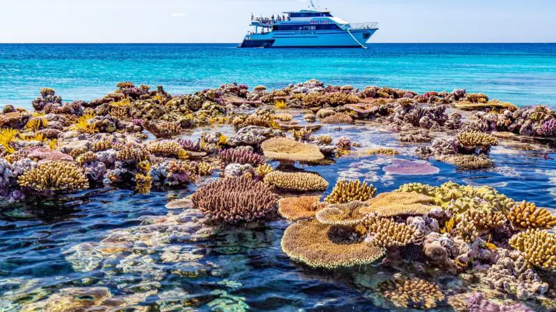 Vibrant Great Barrier Reef coral in crystal-clear water with a luxury tour boat from the 3 Day 2 Night Snorkelling Tour in the background.