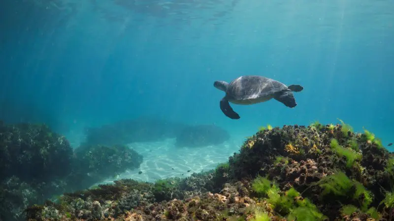 Experience a majestic sea turtle gliding above a vibrant, algae-coated rocky seabed—ideal scenery for a Guided Ocean Kayaking Tour.