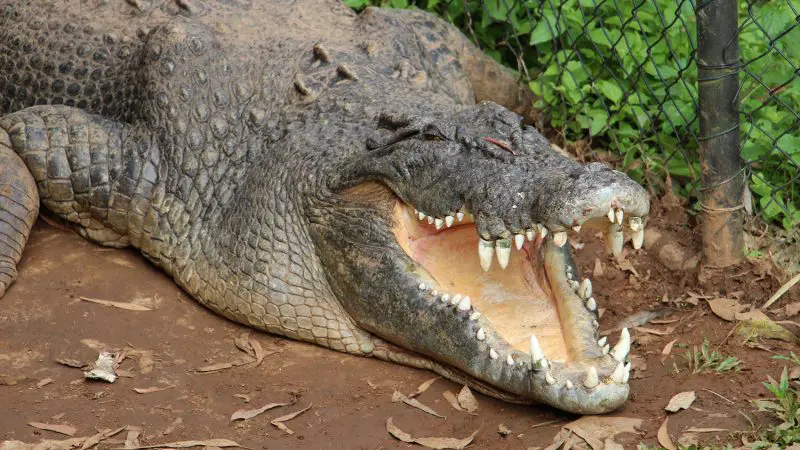 A massive crocodile with its jaws wide open rests beside a fence and lush greenery on the Kuranda Scenic Railway Deluxe tour.